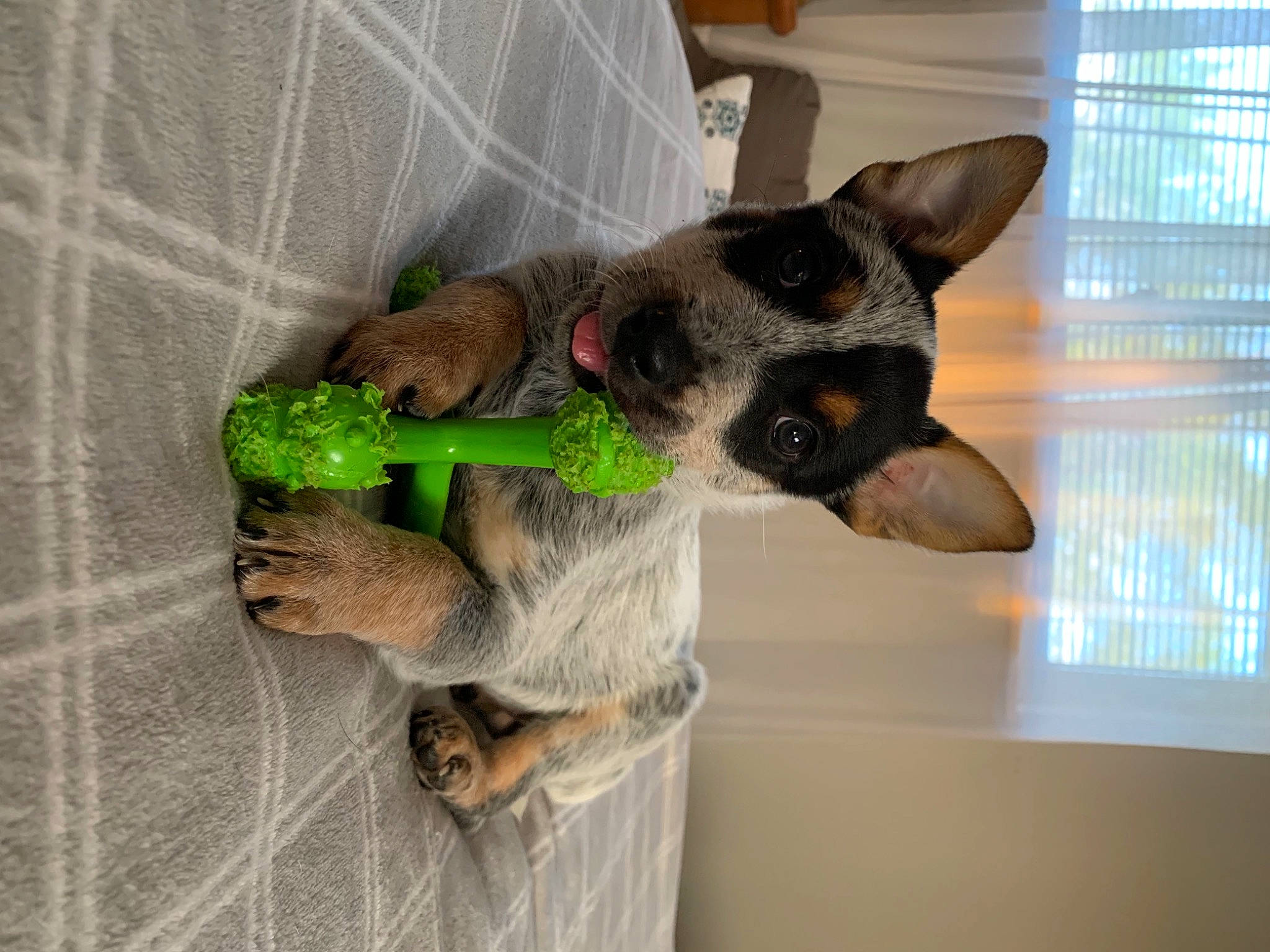 Iris is registered to the contest to win money with this photo: biting, canidae, carnivore, claw, companion_dog, dog, dog_breed, dog_supply, ear, fawn, fur, pet_supply, snout, sporting_group, tail, toy, whiskers, window, window_blind, working_animal