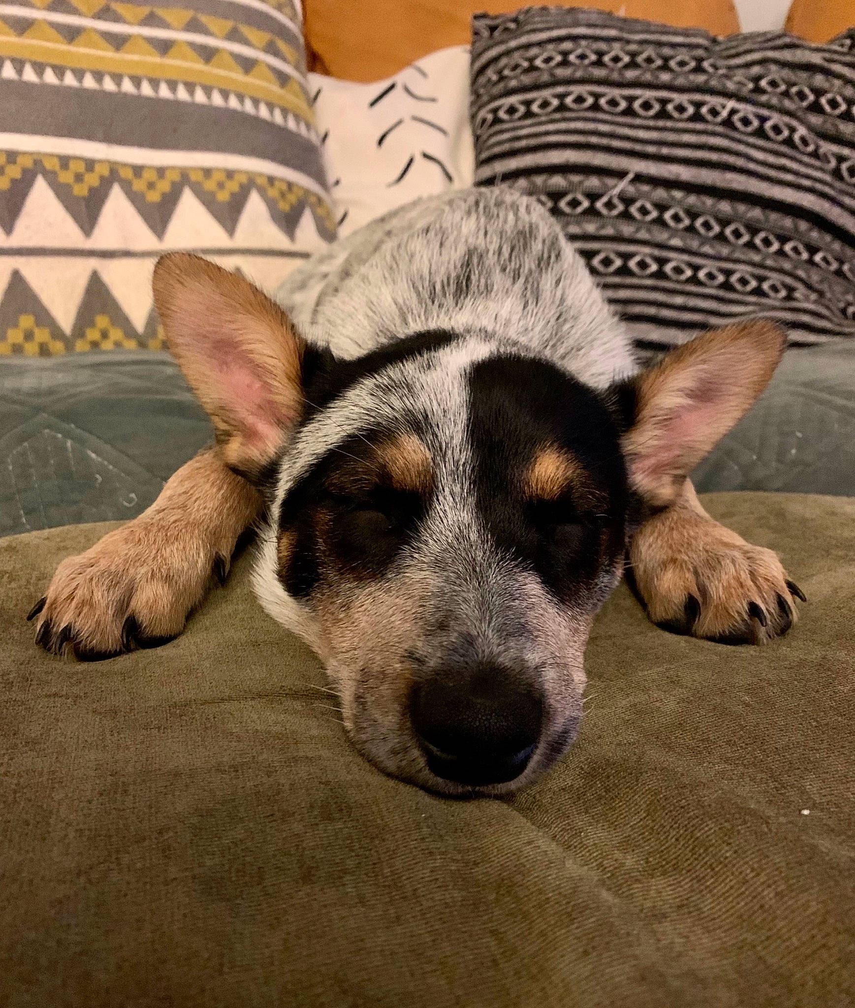 Iris is registered to the contest to win money with this photo: canidae, carnivore, comfort, companion_dog, couch, dog, dog_breed, ear, fawn, flooring, fur, hair, linens, paw, snout, sporting_group, terrestrial_animal, texas_heeler, whiskers, working_animal