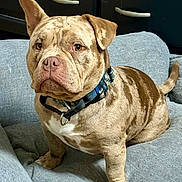 Cream is registered to the contest to win money with this photo: dog, bulldog, pet, canine, sitting, couch, indoor, portrait, harness, collar, tan_fur, wrinkles, floppy_ear, upright_ear, tail, brown_eyes, white_chest, living_room, furniture, close_up