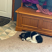 Bailey is registered to the contest to win money with this photo: dog, puppy, black_and_white_dog, curled_up, sleeping, carpet, wooden_bench, jackets, clothing, entryway, door, doormat, tiled_floor, cozy, pet, indoor, resting, fur, small_dog, bench_storage