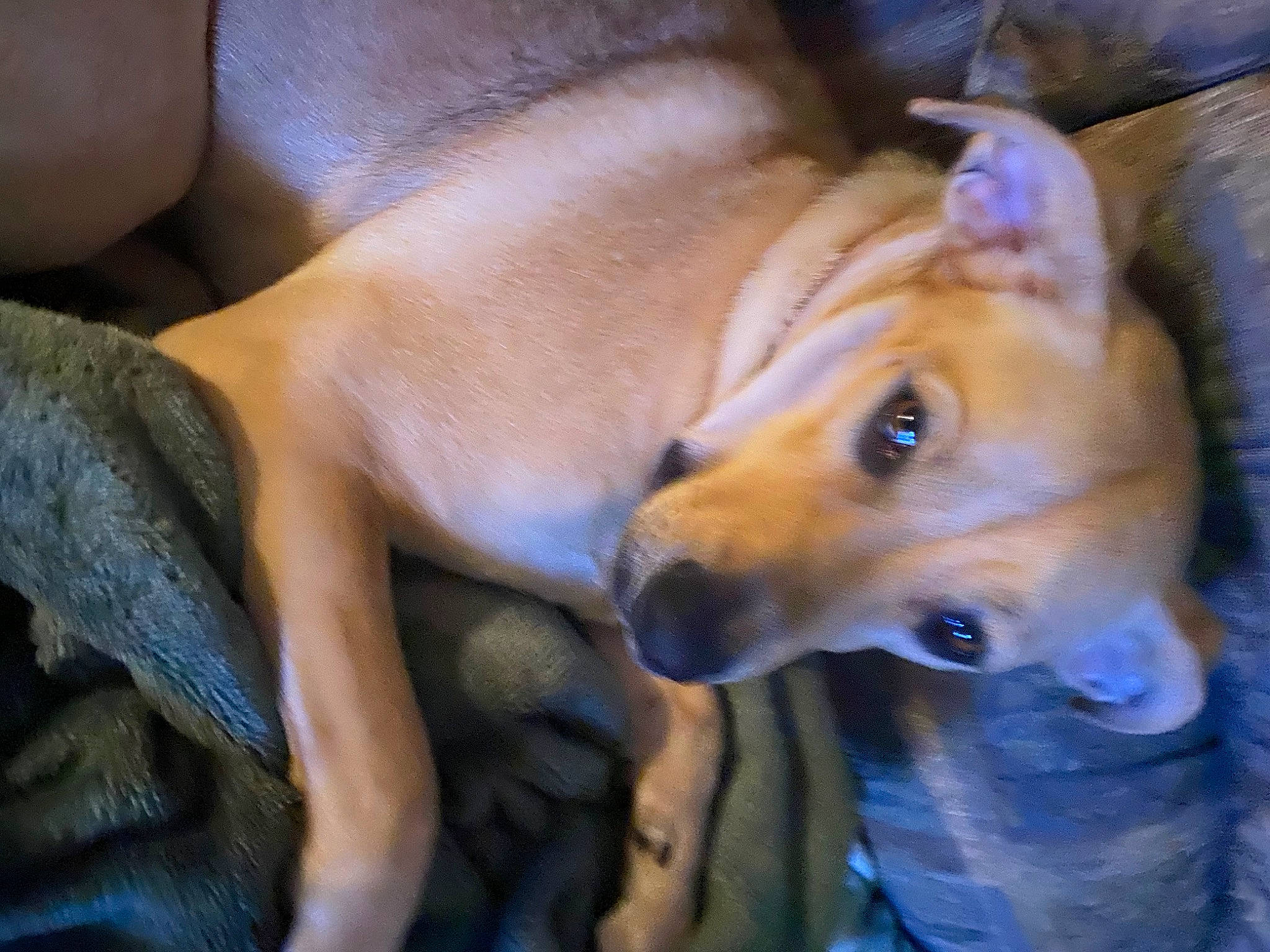 Baily is registered to the contest to win money with this photo: ancient_dog_breeds, canidae, carnivore, comfort, companion_dog, dog, dog_breed, ear, fawn, fur, guard_dog, hound, non_sporting_group, snout, spitz, sporting_group, toy_dog, vertebrate, whiskers, working_animal