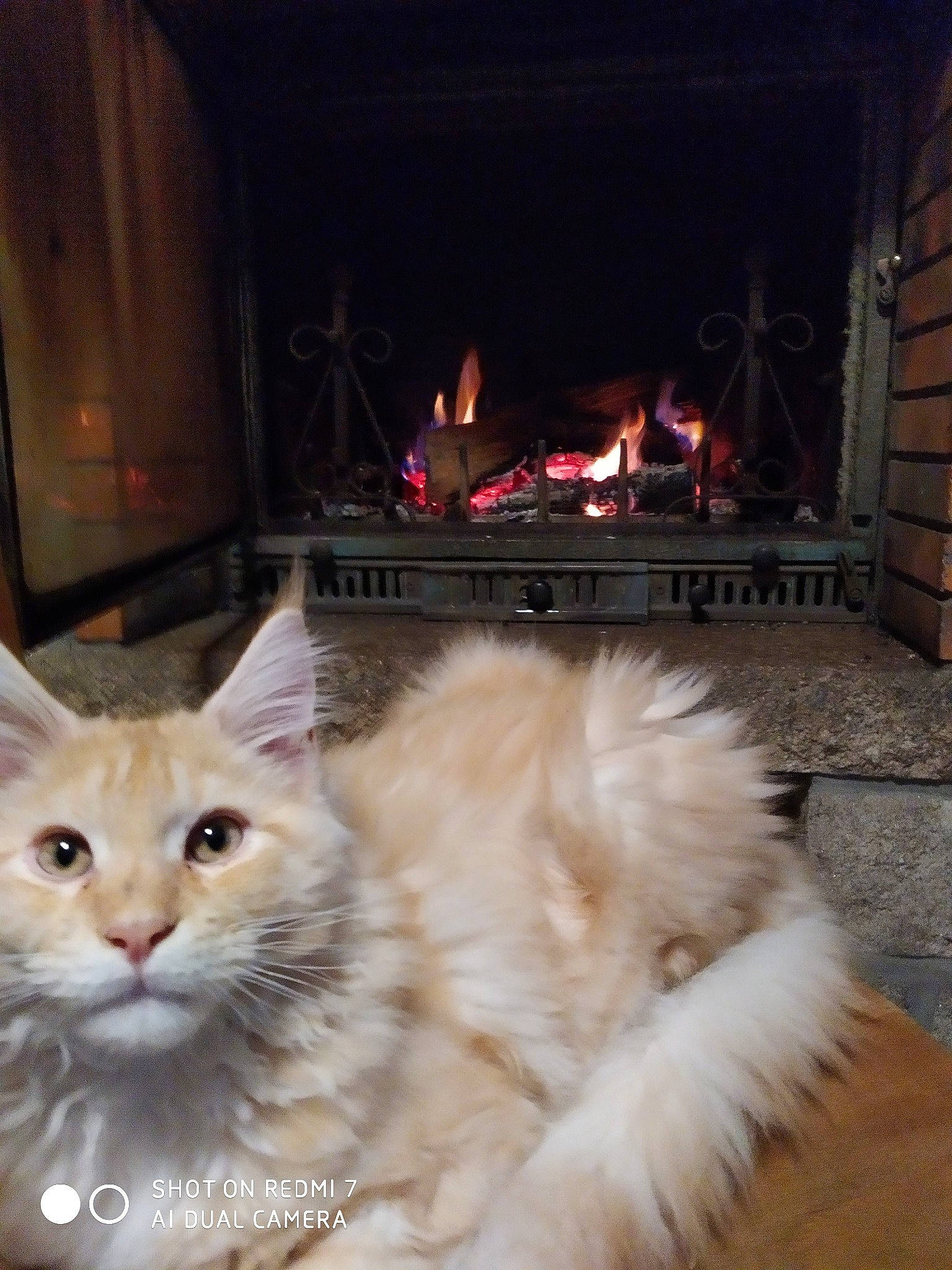 Ramsès Il a rejoint le concours — aidez-le/la à gagner de superbes lots ! brick, british_semi_longhair, building_material, carnivore, cat, fawn, felidae, fire, fire_screen, fireplace, flame, fur, gas, hearth, heat, kitten, small_to_medium_sized_cats, snout, whiskers, wood_burning_stove