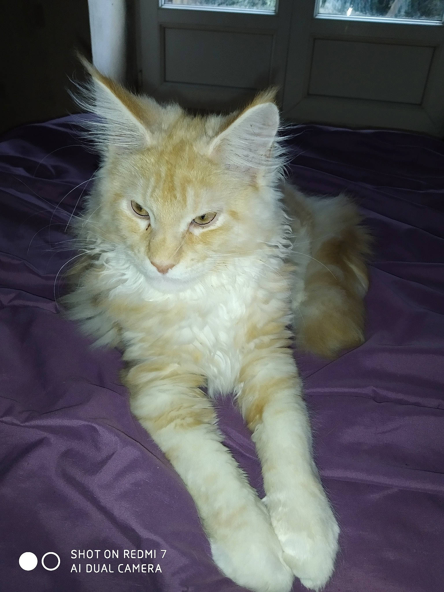 Ramsès Il a rejoint le concours — aidez-le/la à gagner de superbes lots ! carnivore, cat, claw, daylighting, facial_expression, fawn, felidae, fur, paw, small_to_medium_sized_cats, tail, whiskers