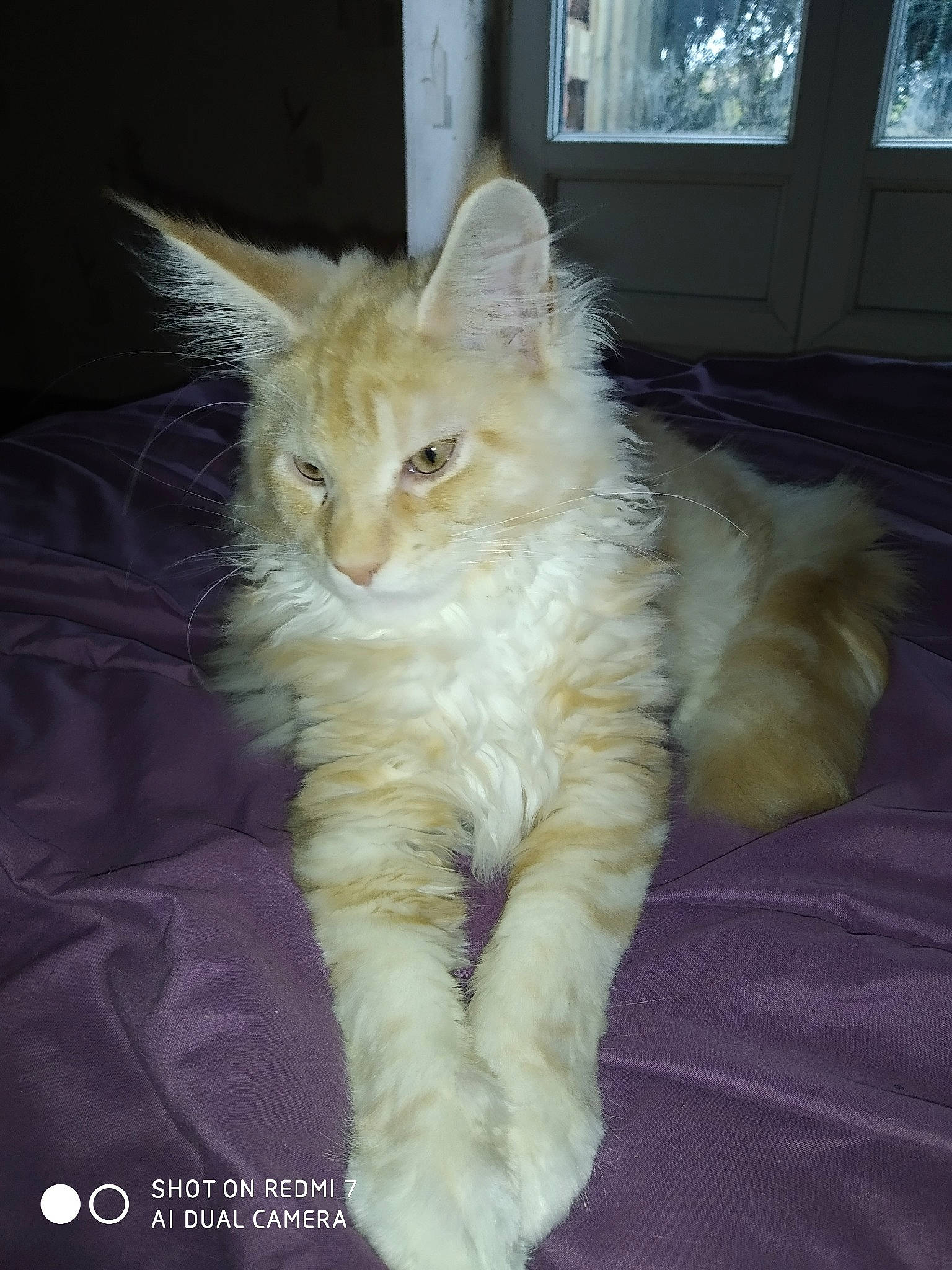 Ramsès Il a rejoint le concours — aidez-le/la à gagner de superbes lots ! carnivore, cat, claw, comfort, daylighting, facial_expression, felidae, fur, paw, small_to_medium_sized_cats, tail, terrestrial_animal, vertebrate, whiskers