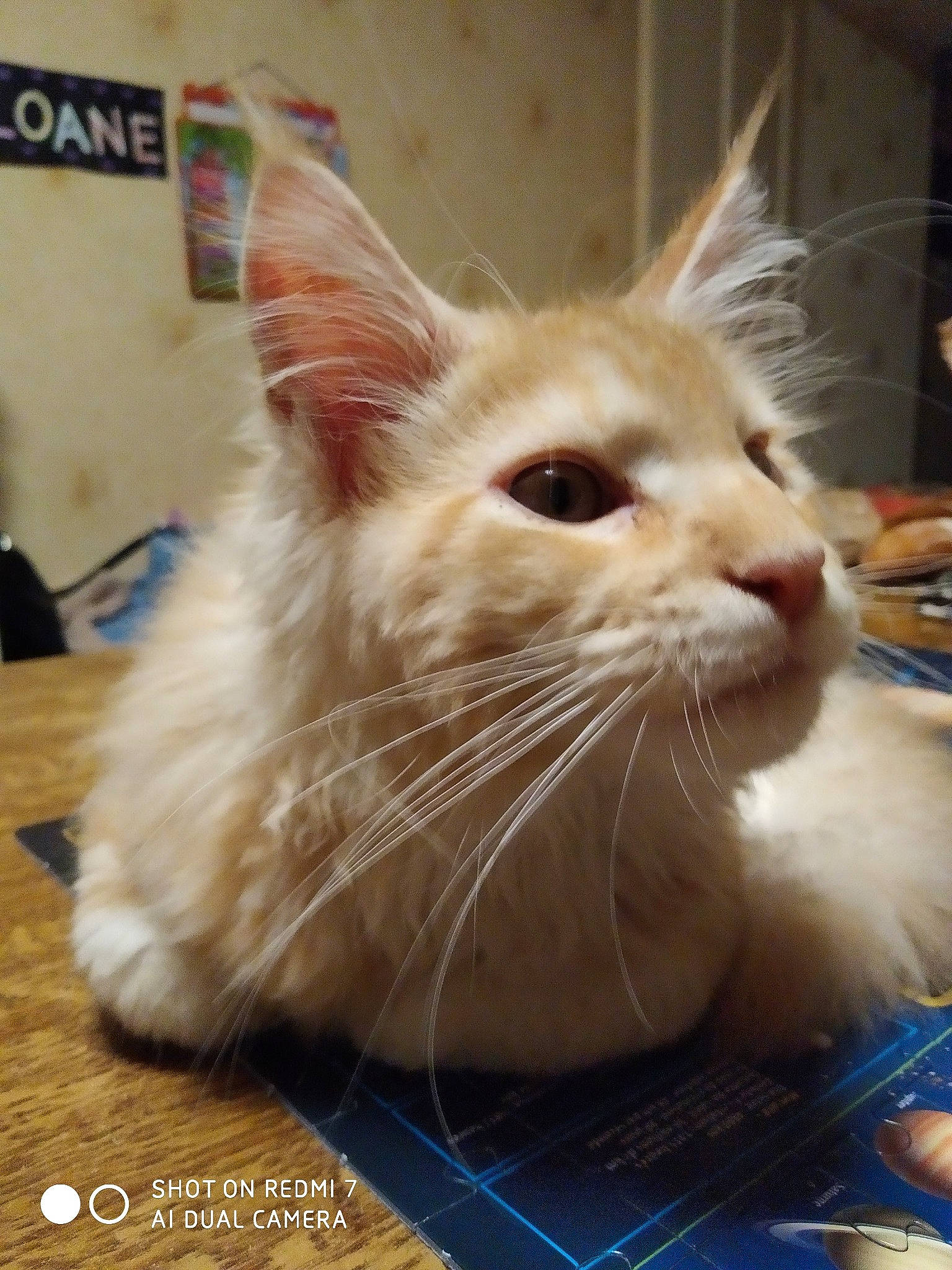 Ramsès Il a rejoint le concours — aidez-le/la à gagner de superbes lots ! carnivore, cat, claw, curious, felidae, fur, kitten, laminate_flooring, pet_supply, small_to_medium_sized_cats, snout, varnish, vertebrate, whiskers, wood_flooring, wood_stain