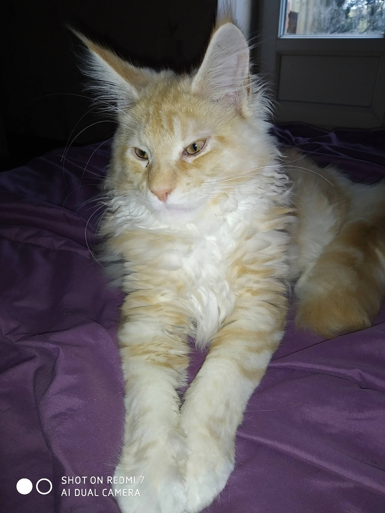 Ramsès Il a rejoint le concours — aidez-le/la à gagner de superbes lots ! carnivore, cat, claw, facial_expression, felidae, fur, paw, small_to_medium_sized_cats, tail, vertebrate, whiskers