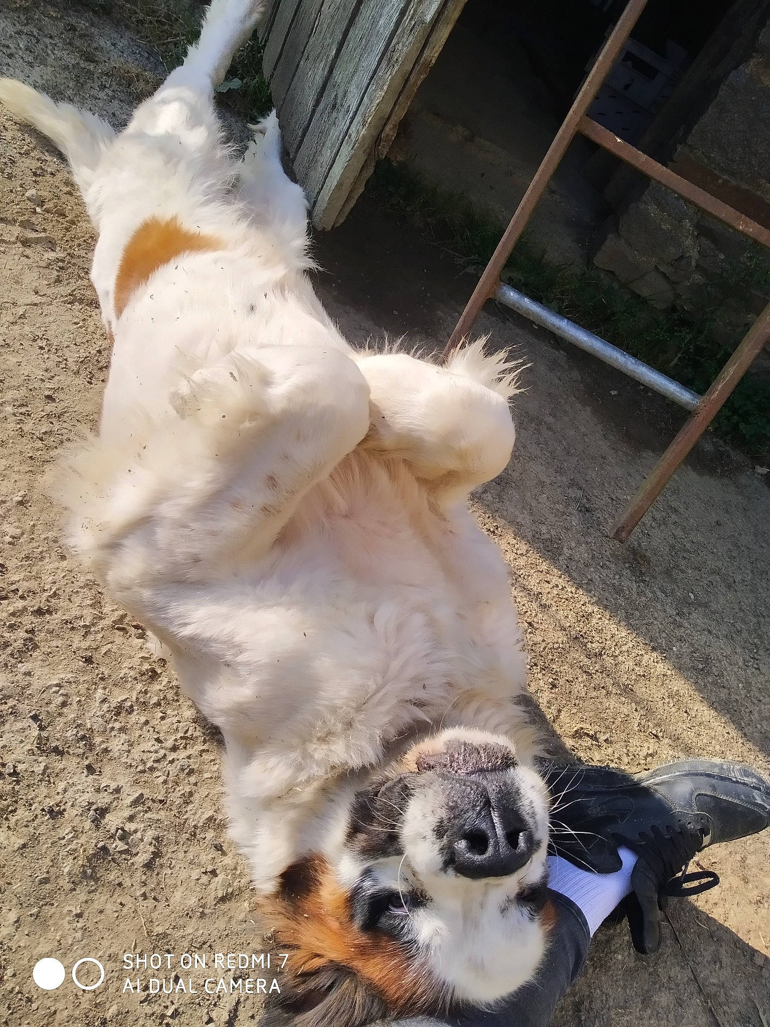 Athéna a rejoint le concours — aidez-le/la à gagner de superbes lots ! canidae, claw, companion_dog, dog_breed, fawn, fur, livestock, paw, pet_supply, snout, sporting_group, terrestrial_animal, vertebrate