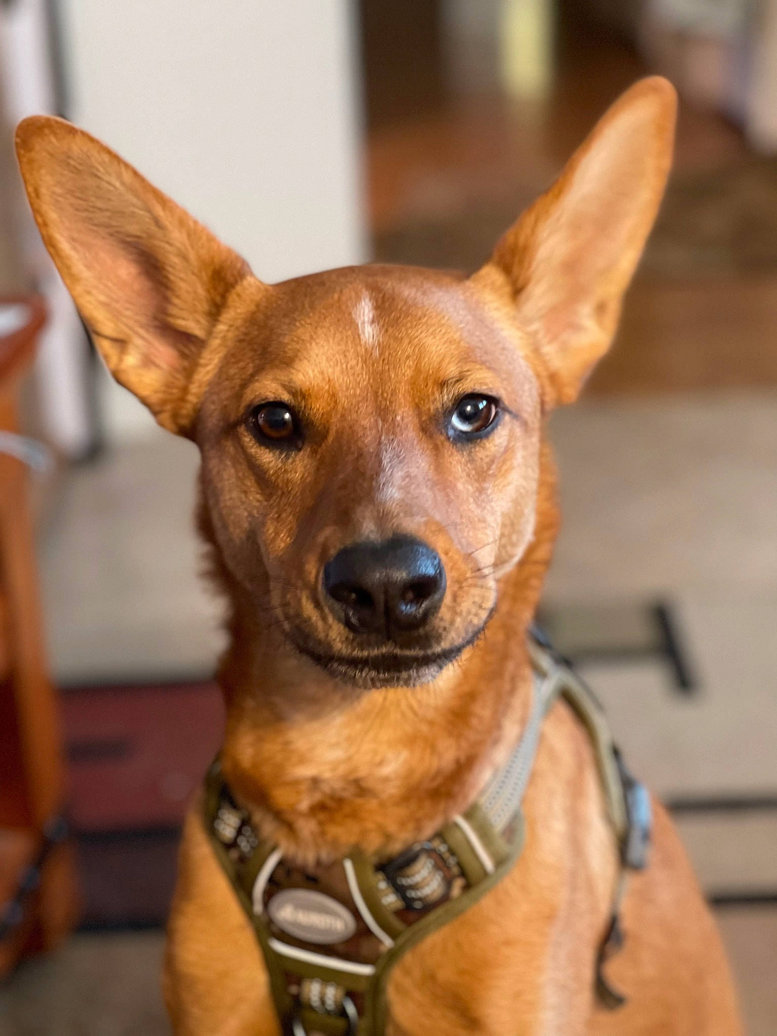 G G is registered to the contest to win money with this photo: ancient_dog_breeds, canidae, carnivore, collar, companion_dog, dog, dog_breed, dog_collar, dog_supply, ear, fawn, fur, snout, sporting_group, terrestrial_animal, toy_dog, whiskers, wood, working_animal