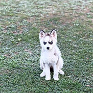 Aya participe au concours pour gagner de l'argent avec cette photo : puppy, dog, husky, grass, outdoor, animal, pet, cute, sitting, fur, blue_eyes, nature, young, canine, mammal, portrait, alert, small, adorable, background_blur