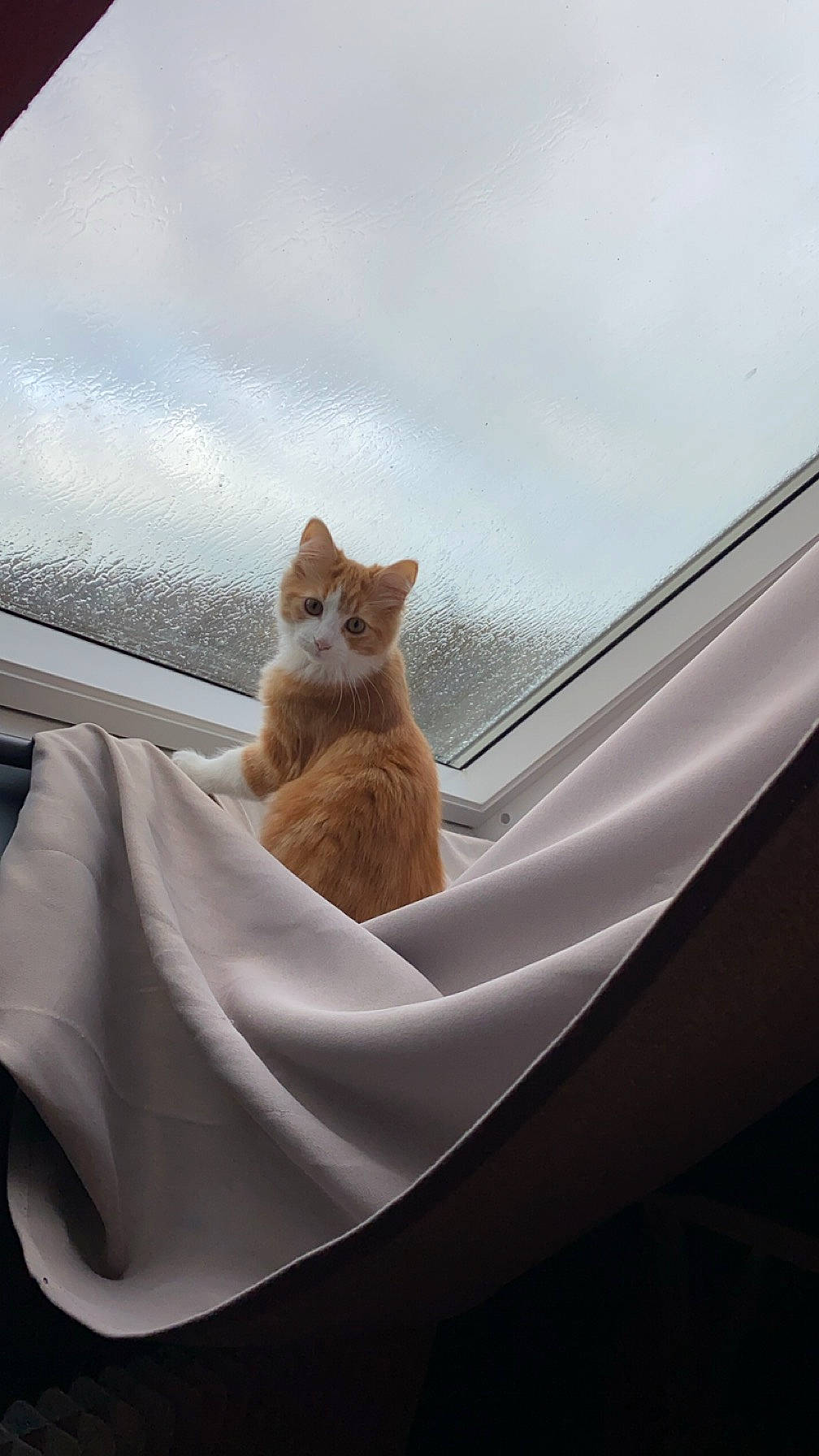 Luffy participe au concours pour gagner de l'argent avec cette photo : automotive_exterior, automotive_lighting, carnivore, cat, cloud, comfort, domestic_short_haired_cat, fawn, felidae, fur, hood, roof, sky, small_to_medium_sized_cats, tail, tints_and_shades, whiskers, window, windshield, wood