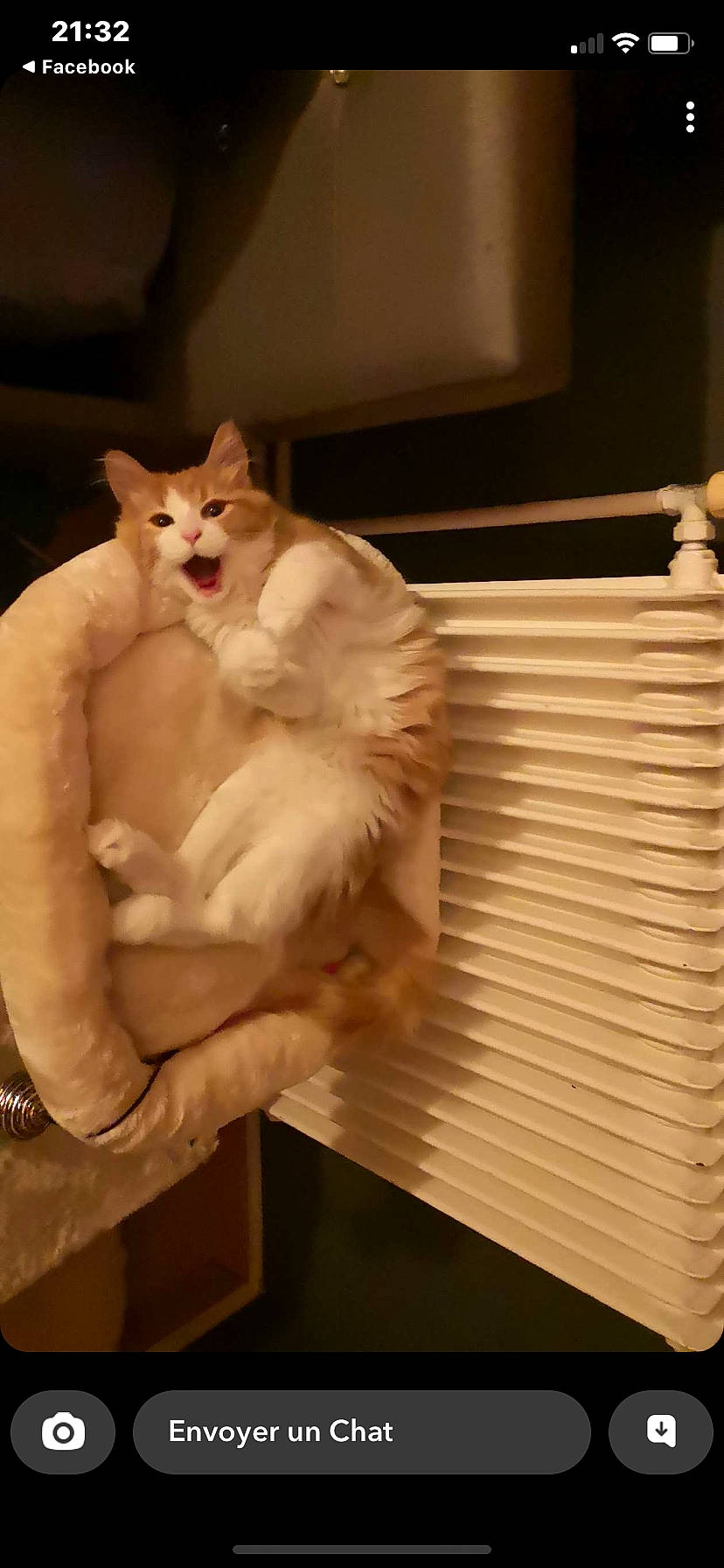 Luffy a rejoint le concours — aidez-le/la à gagner de superbes lots ! abdomen, carnivore, cat, chest, claw, comfort, companion_dog, eye, fang, fawn, felidae, fur, hardwood, metal, paw, small_to_medium_sized_cats, snout, tail, whiskers, wood