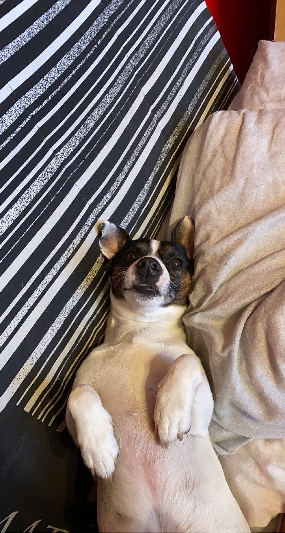 Bandit participe au concours pour gagner de l'argent avec cette photo : bored, boston_terrier, canidae, carnivore, comfort, companion_dog, couch, dog, dog_breed, fawn, fur, nap, paw, puppy_love, sleep, snout, sporting_group, toy_dog, whiskers, working_animal