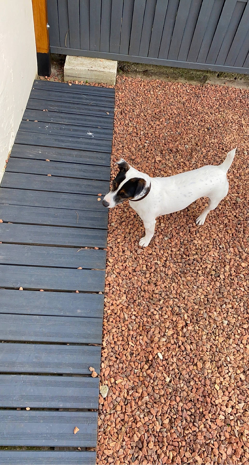 Bandit participe au concours pour gagner de l'argent avec cette photo : carnivore, collar, companion_dog, dog, dog_breed, fawn, flooring, hardwood, line, pet_supply, plank, road_surface, roof, shadow, snout, stairs, tail, tints_and_shades, wood, working_animal