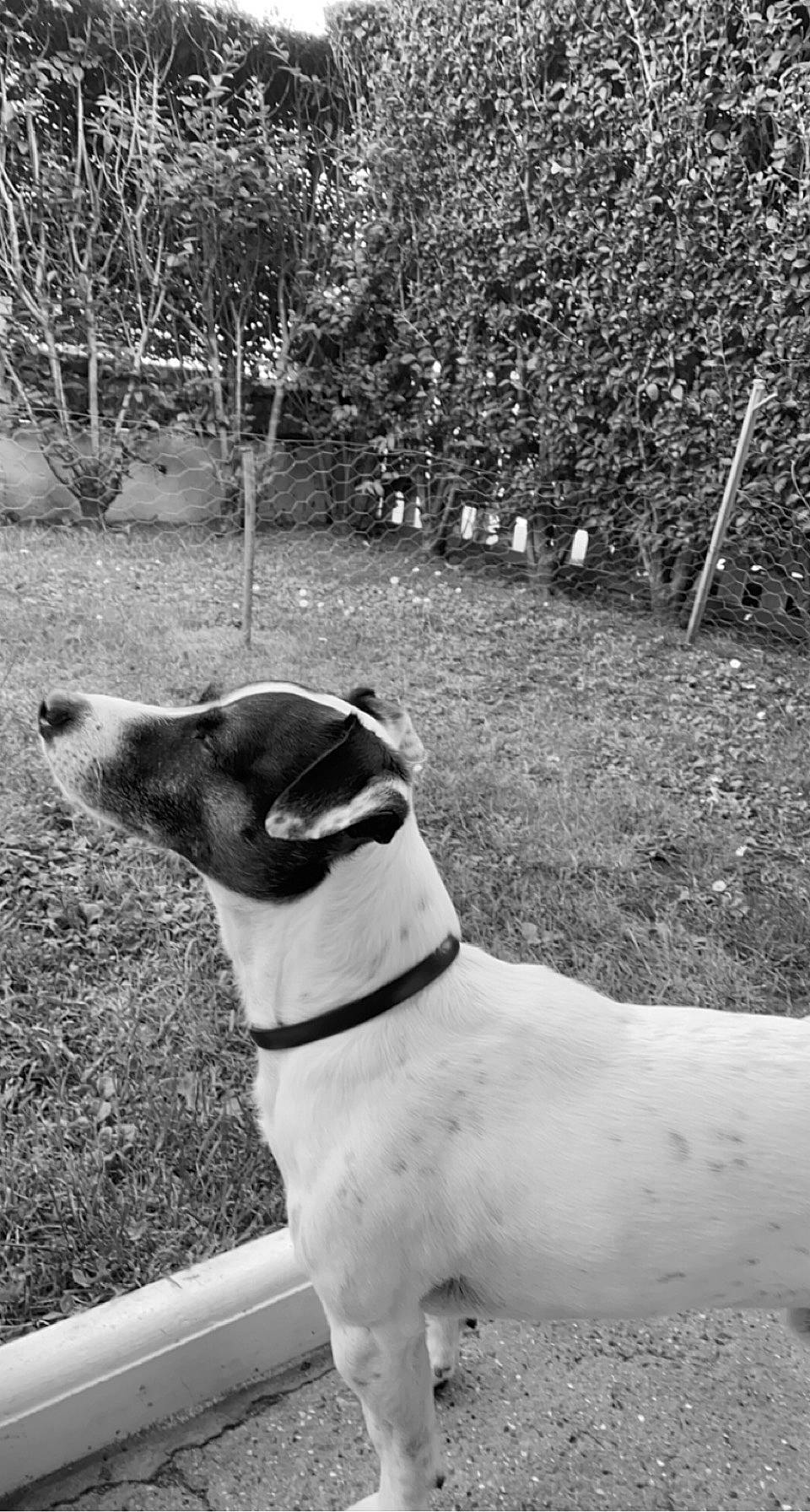 Bandit a rejoint le concours — aidez-le/la à gagner de superbes lots ! black, black_and_white, carnivore, collar, companion_dog, dog, dog_breed, dog_collar, fawn, grass, monochrome, monochrome_photography, pet_supply, photograph, plant, snout, style, tints_and_shades, white, working_animal