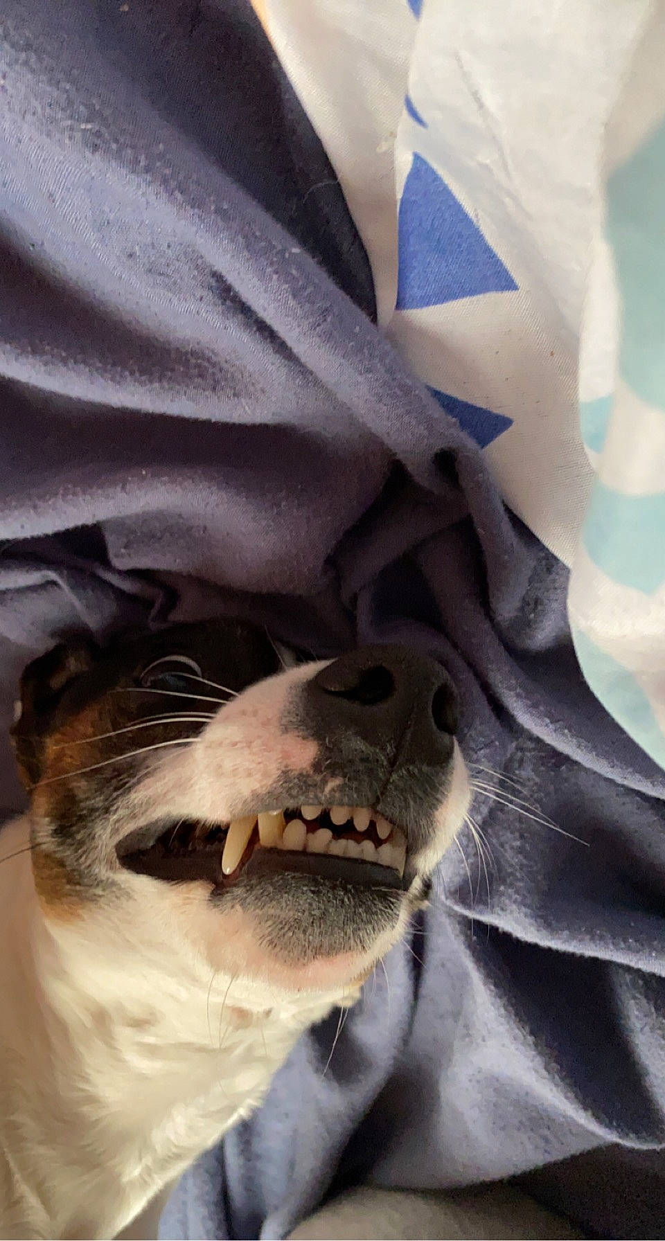 Bandit a rejoint le concours — aidez-le/la à gagner de superbes lots ! carmine, carnivore, companion_dog, costume, dog, dog_breed, electric_blue, fang, felidae, fictional_character, fur, gesture, grey, pattern, personal_protective_equipment, smile, snout, textile, whiskers, working_animal