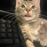 Josephine joined the competition — help win amazing prizes! kitten, cat, keyboard, pet, animal, whiskers, fur, cute, tongue, closeup, indoor, curious, young, domestic_cat, face, paw, technology, black, soft_light, expression