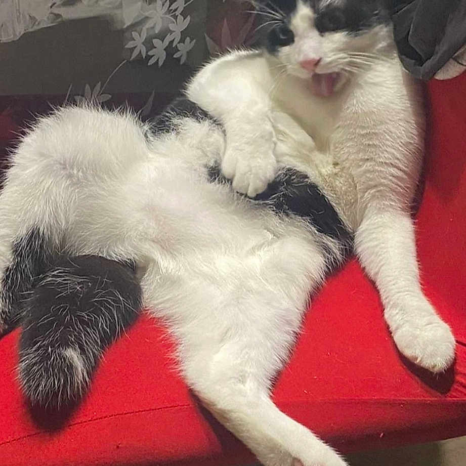 Simba