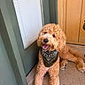 animal, bandana, canine, curly_fur, cute, dog, domestic_animal, door, friendly, fur, goldendoodle, green_door, happy, outside, pet, porch, sitting, smiling, tongue_out, yellow_wall