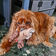 Ruby participe au concours pour gagner de l'argent avec cette photo : animal, brown_dog, carpet, cute, dog, ears, floor, fur, home, indoor, laying_down, long_hair, nose, pet, playful, plush_toy, relaxed, stuffed_animal, toy, vintage_trunk