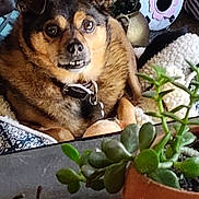 Harley joined the competition — help win amazing prizes! animal, black, blanket, brown, collar, cozy, decor, dog, ears, expression, face, fur, home, indoor, nose, pet, plant, relaxed, succulent, table