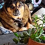 animal, black, blanket, brown, collar, cozy, decor, dog, ears, expression, face, fur, home, indoor, nose, pet, plant, relaxed, succulent, table