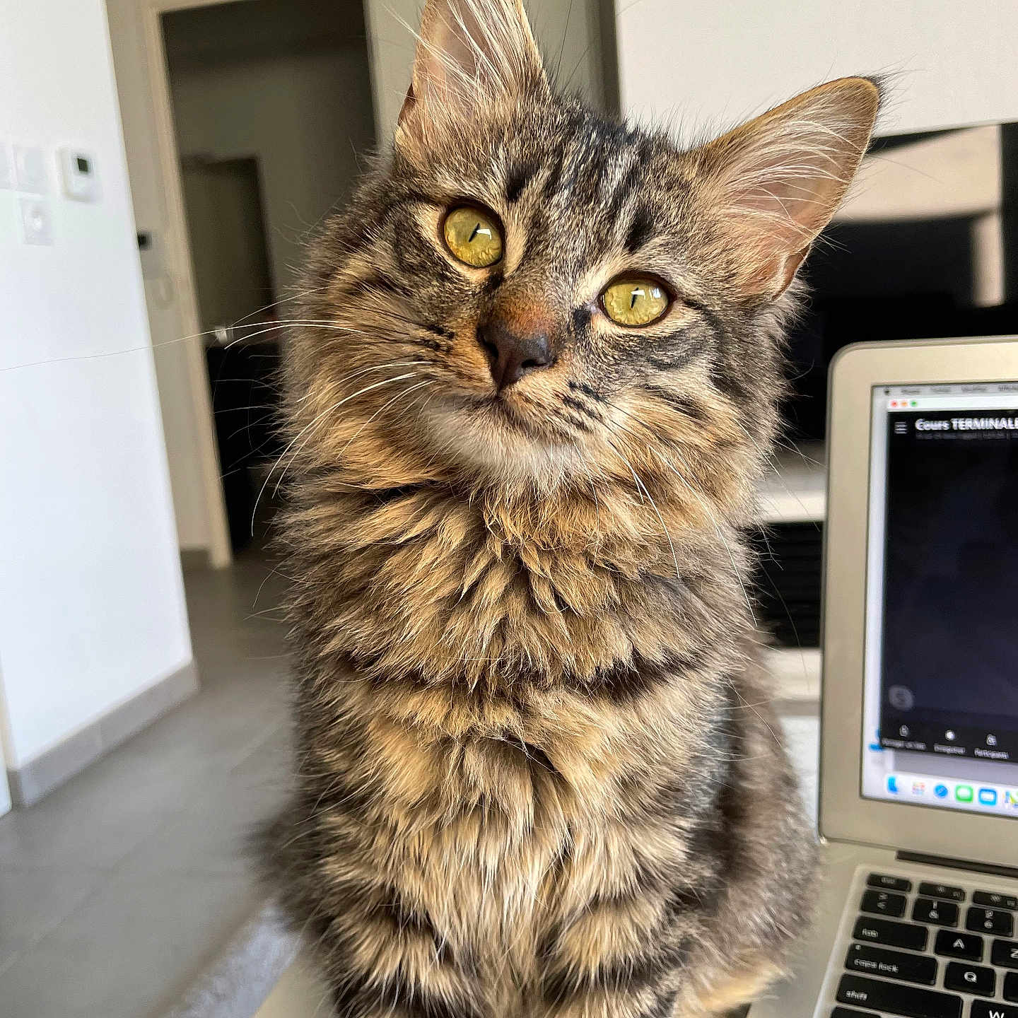 Simba a rejoint le concours — aidez-le/la à gagner de superbes lots ! animal, cat, computer, computerhardware, computerkeyboard, desk, electronics, furniture, hardware, hardwood, kitten, laptop, manx, monitor, pc, pet, screen, table, tv, wood