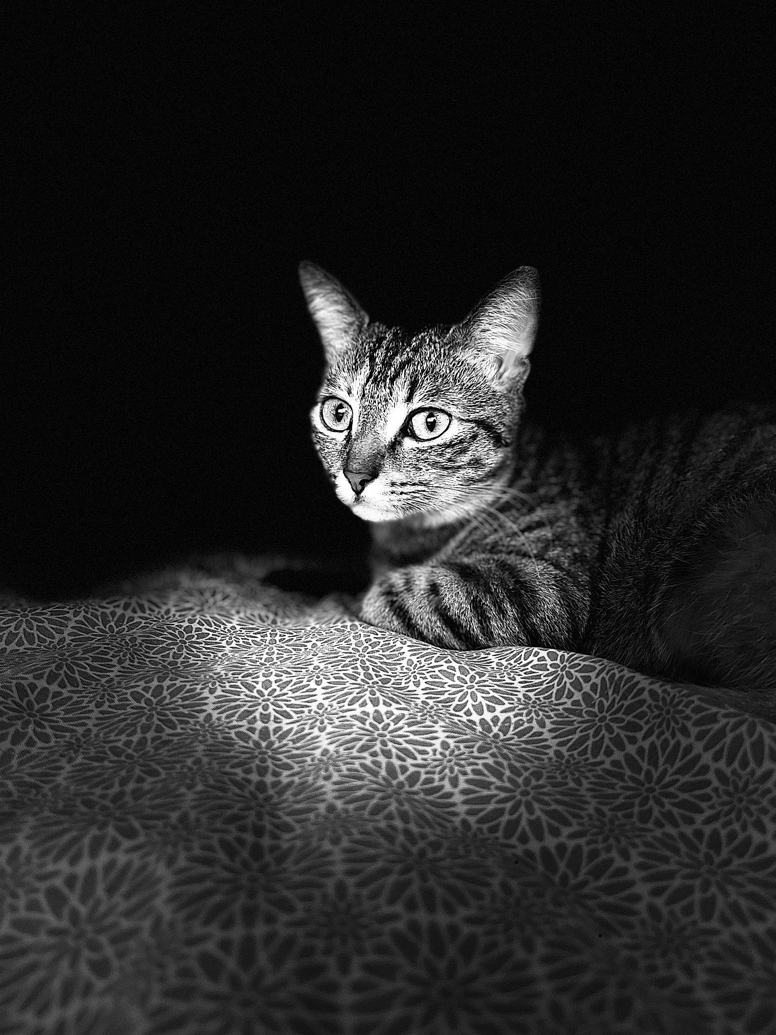 Siska a rejoint le concours — aidez-le/la à gagner de superbes lots ! carnivore, cat, comfort, darkness, domestic_short_haired_cat, eye, felidae, fur, grey, monochrome, monochrome_photography, paw, small_to_medium_sized_cats, snout, still_life_photography, tail, terrestrial_animal, whiskers, wildlife, wood