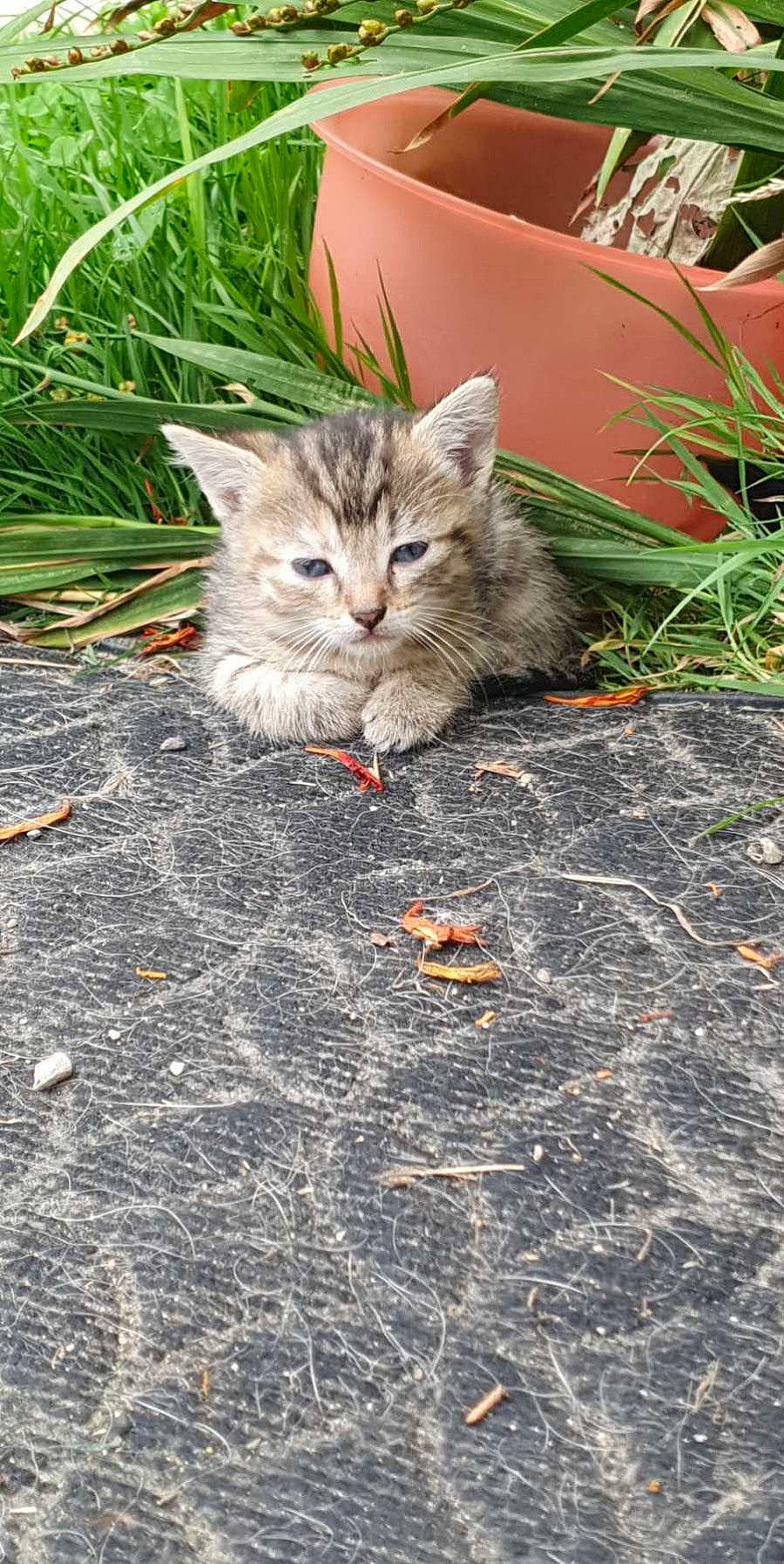 Siska a rejoint le concours — aidez-le/la à gagner de superbes lots ! asphalt, carnivore, cat, domestic_short_haired_cat, fawn, felidae, flooring, fur, grass, groundcover, paw, plant, road_surface, sidewalk, small_to_medium_sized_cats, snout, tail, terrestrial_animal, whiskers, wood