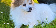 Galou a rejoint le concours — aidez-le/la à gagner de superbes lots ! dog, fluffy, grass, outdoor, bench, sunlight, nature, pet, animal, canine, white, tan, fur, relaxed, laying, summer, daylight, portrait, closeup, park
