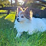 Galou participe au concours pour gagner de l'argent avec cette photo : dog, fluffy, grass, outdoor, sunlight, sunflare, nature, pet, canine, relaxed, summer, greenery, animal, daylight, park, fur, small_dog, cute, resting, peaceful