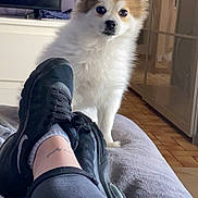 Galou participe au concours pour gagner de l'argent avec cette photo : dog, pet, indoor, living_room, person, sneakers, blanket, floor, television, furniture, relaxing, cozy, ears, fur, curious, home, casual, comfort, legwear, tattoo