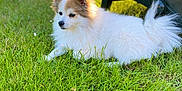Galou a rejoint le concours — aidez-le/la à gagner de superbes lots ! animal, backyard, canine, daylight, dog, fluffy, fur, grass, greenery, nature, outdoor, pet, plastic_chair, quiet, relaxation, resting, summer, sunlight, tan_markings, white_dog
