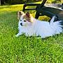 Galou a rejoint le concours — aidez-le/la à gagner de superbes lots ! dog, grass, outdoor, sunlight, plastic_chair, pet, fluffy, white_dog, tan_markings, nature, summer, resting, canine, animal, greenery, daylight, quiet, relaxation, fur, backyard