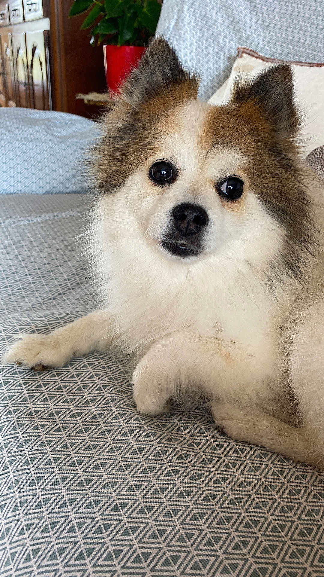 Galou a rejoint le concours — aidez-le/la à gagner de superbes lots ! dog, fluffy, pet, indoor, bedspread, pattern, couch, relaxed, cute, animal, fur, ears, face, nose, paw, home, plant, pillow, comfort, resting