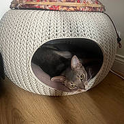 Zéphyr a rejoint le concours — aidez-le/la à gagner de superbes lots ! cat, pet_cave, gray_cat, yellow_eyes, wooden_floor, indoor, cozy, curious, pet_accessory, fabric_cover, home_interior, feline, resting, animal, cute, domestic, relaxed, whiskers, ear, face