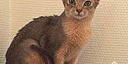 Zéphyr a rejoint le concours — aidez-le/la à gagner de superbes lots ! cat, abyssinian, pet, animal, feline, ears, eyes, fur, sitting, couch, pillows, indoor, cute, curious, whiskers, tail, texture, home, domestic, relaxed