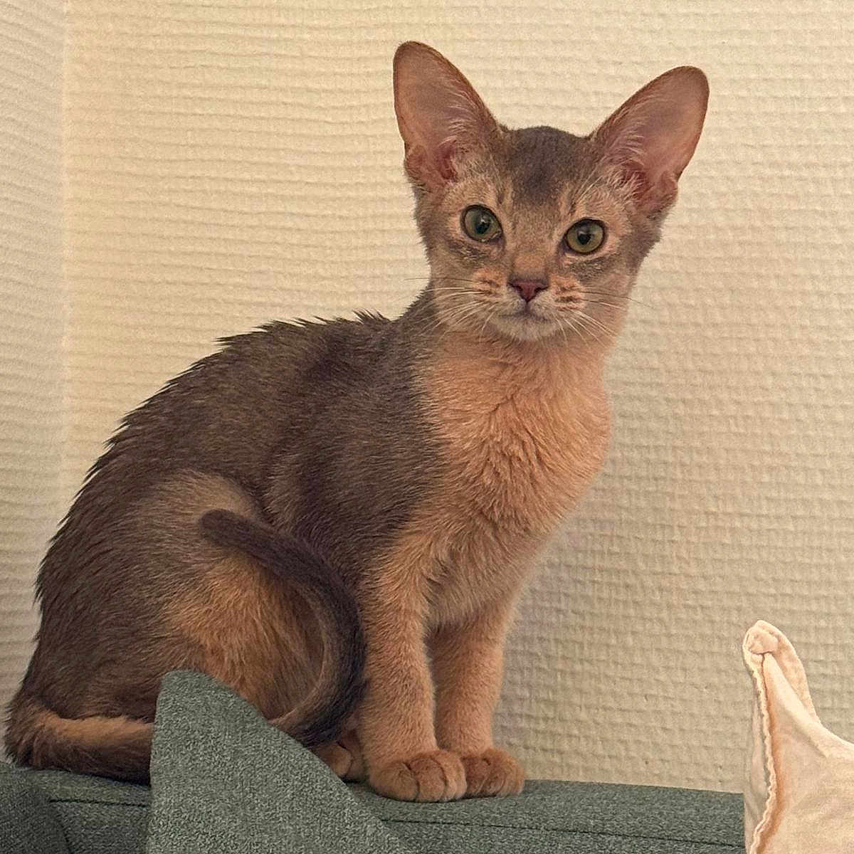 Zéphyr a rejoint le concours — aidez-le/la à gagner de superbes lots ! abyssinian, animal, cat, couch, curious, cute, domestic, ears, eyes, feline, fur, home, indoor, pet, pillows, relaxed, sitting, tail, texture, whiskers