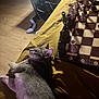 Zéphyr a rejoint le concours — aidez-le/la à gagner de superbes lots ! cat, chessboard, chess_pieces, indoor, table, wooden_floor, shadow, mustard_cloth, relaxed, pet, feline, game, strategy, side_view, home, quiet, animal, domestic, still_life, foot