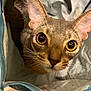 Zéphyr participe au concours pour gagner de l'argent avec cette photo : cat, close_up, yellow_eyes, whiskers, ears, bag, curious, indoor, pet, feline, fur, looking_up, face, animal, domestic_animal, cute, portrait, cat_face, soft_light, texture