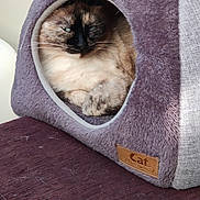 Tiana participe au concours pour gagner de l'argent avec cette photo : cat, cat_house, furry, purple, pet, cozy, sleepy, indoor, feline, whiskers, animal, resting, cute, fur, cushion, home, soft, pet_habitat, relaxed, comfortable