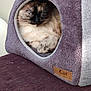 cat, cat_house, furry, purple, pet, cozy, sleepy, indoor, feline, whiskers, animal, resting, cute, fur, cushion, home, soft, pet_habitat, relaxed, comfortable