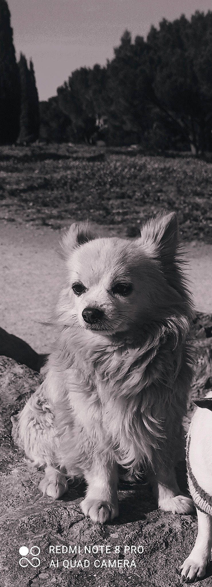 Serkan participe au concours pour gagner de l'argent avec cette photo : canidae, carnivore, companion_dog, dog, dog_breed, dog_supply, eye, fawn, fur, german_spitz, head, monochrome, monochrome_photography, plant, snout, sporting_group, style, toy_dog, whiskers, working_animal