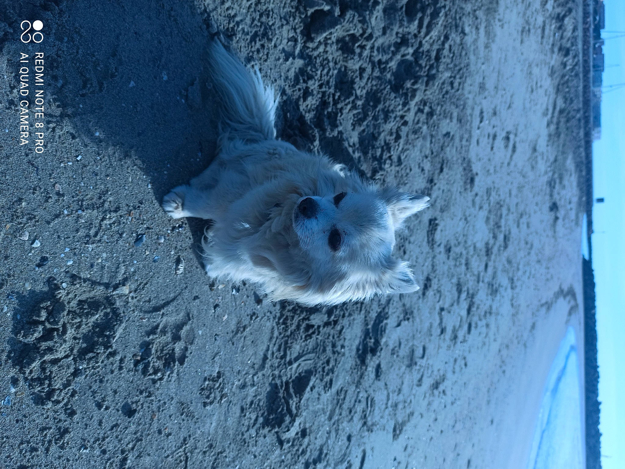 Serkan a rejoint le concours — aidez-le/la à gagner de superbes lots ! arctic, carnivore, dog, electric_blue, freezing, frost, fur, glacial_landform, grey, ice_cap, plant, polar_ice_cap, sky, snow, tree, water, wildlife, winter, wolf, wood