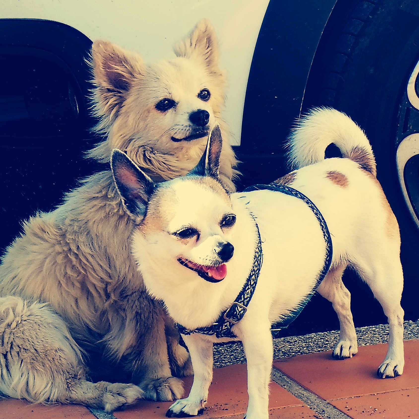 Nala a rejoint le concours — aidez-le/la à gagner de superbes lots ! animal, brown_spots, canine, car, companion, cute, dog, fluffy_dog, friendly, happy, harness, outdoor, pavement, pet, sitting, small_dog, standing, two_dogs, wheel, white_dog