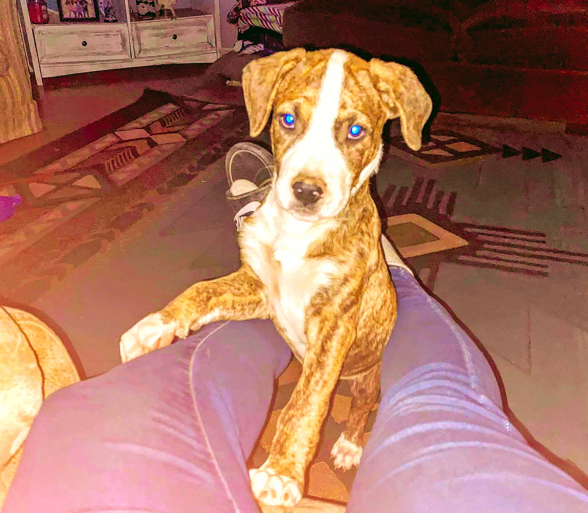 Squirrel joined the competition — help win amazing prizes! canidae, carnivore, collar, comfort, companion_dog, couch, dog, dog_breed, dog_supply, fawn, flooring, fur, hardwood, paw, pet_supply, shelf, snout, sporting_group, wood, working_animal