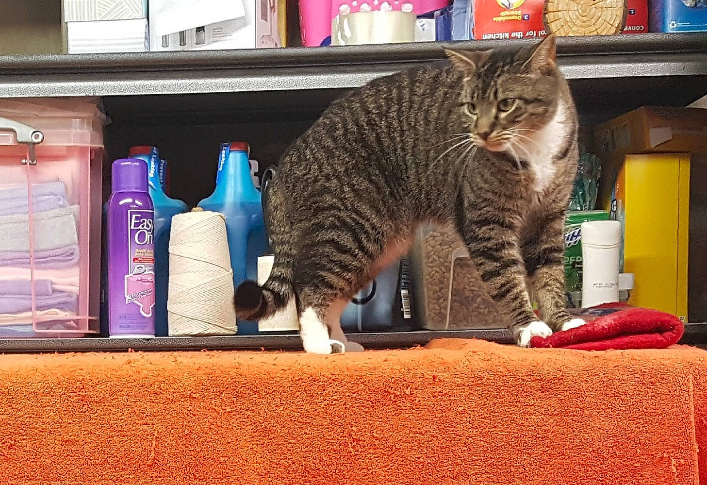 Kitty joined the competition — help win amazing prizes! american_shorthair, asian, california_spangled, carnivore, cat, domestic_short_haired_cat, dragon_li, european_shorthair, felidae, fur, kitten, pixie_bob, polydactyl_cat, shelf, small_to_medium_sized_cats, tabby_cat, tail, whiskers, window