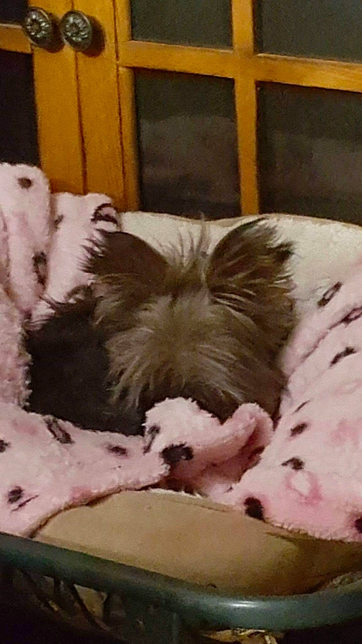 Nicolette Yorkshire joined the competition — help win amazing prizes! canidae, carnivore, companion_dog, dog, dog_breed, fox_terrier, mammal, nap, petit_basset_griffon_vendeen, sporting_group, tibetan_terrier, vertebrate