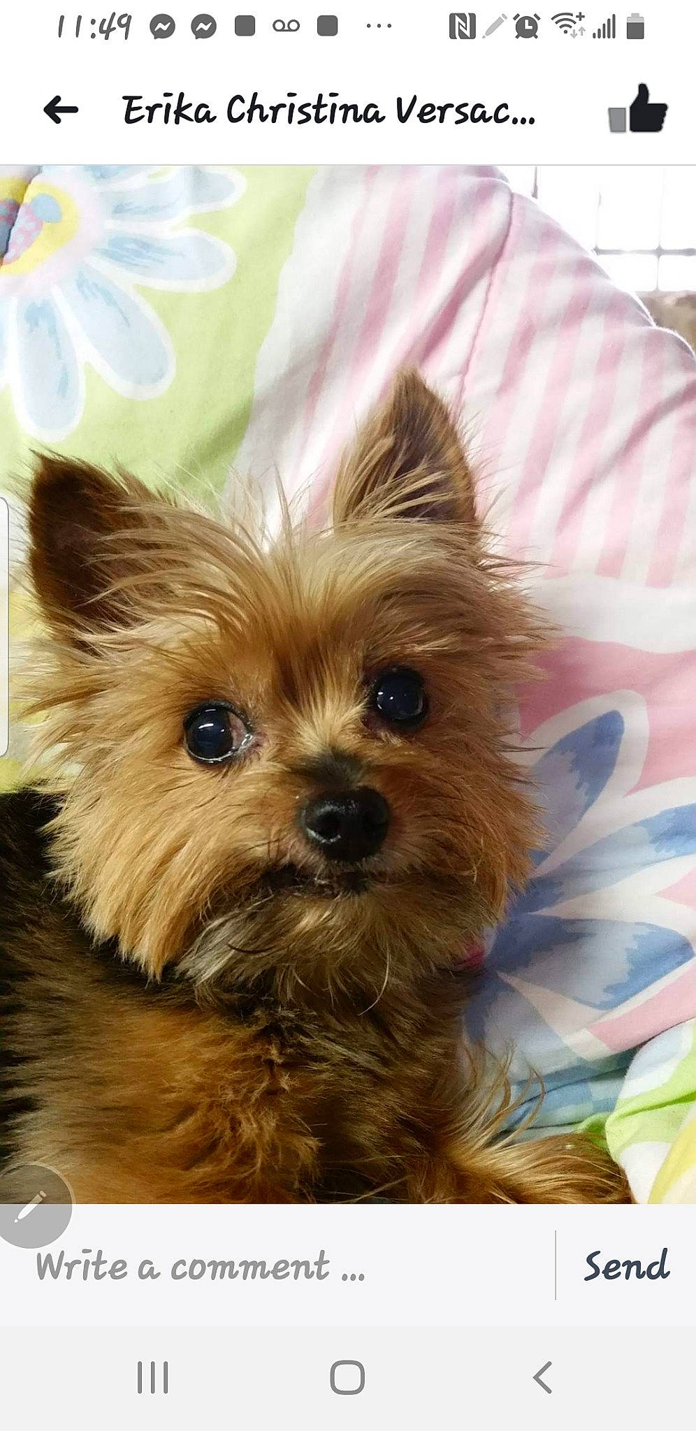 Nicolette Yorkshire joined the competition — help win amazing prizes! australian_silky_terrier, biewer_terrier, cairn_terrier, canidae, carnivore, chinese_imperial_dog, companion_dog, dog, dog_breed, mammal, morkie, norwich_terrier, puppy, rare_breed_dog, small_terrier, snout, terrier, toy_dog, vertebrate, yorkshire_terrier