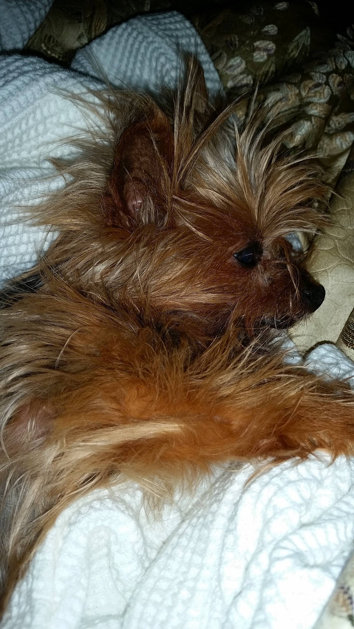 Ninny is registered to the contest to win money with this photo: australian_silky_terrier, australian_terrier, biewer_terrier, bolonka, cairn_terrier, canidae, carnivore, chinese_imperial_dog, companion_dog, dog, dog_breed, ear, liver, morkie, puppy, rare_breed_dog, small_terrier, terrier, toy_dog, yorkshire_terrier