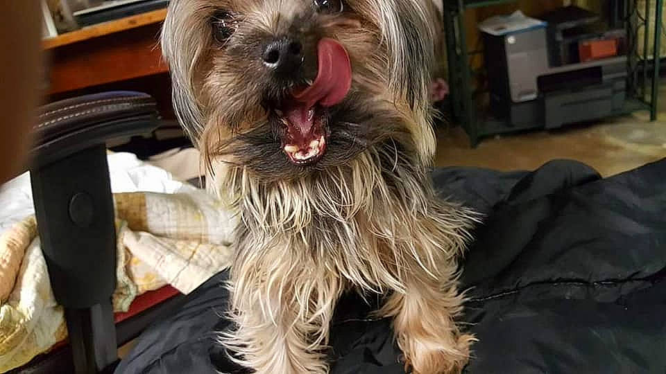 Toutoutwo is registered to the contest to win money with this photo: affenpinscher, australian_silky_terrier, bolonka, cairn_terrier, canidae, carnivore, catalan_sheepdog, companion_dog, dog, dog_breed, glen_of_imaal_terrier, mammal, morkie, schnoodle, small_terrier, snout, terrier, toy_dog, vertebrate, yorkshire_terrier